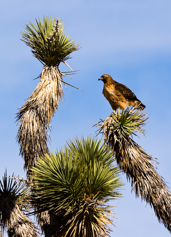 Red-Tailed Hawk In Joshua Tree